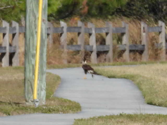 ミナミカラカラ - ML646136207