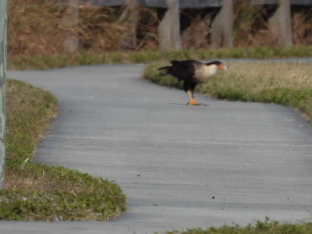 ミナミカラカラ - ML646136208