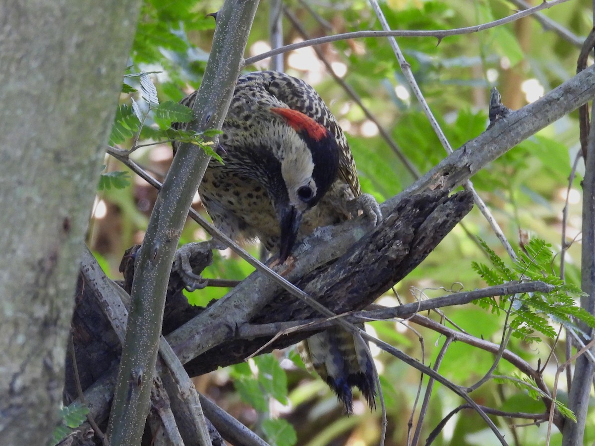 Grünbindenspecht - ML646136210