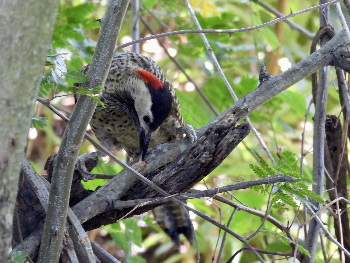 Grünbindenspecht - ML646136211