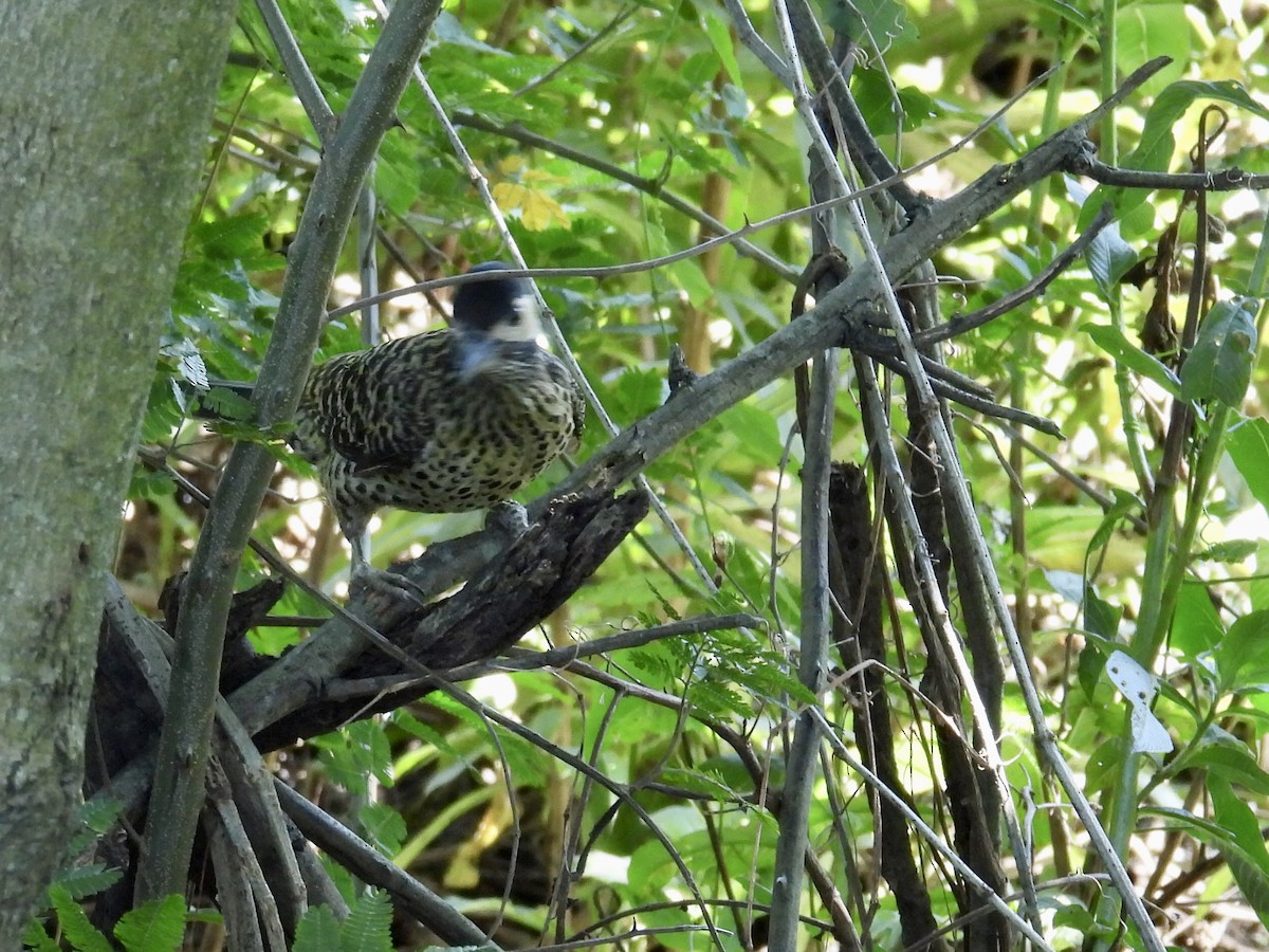 Grünbindenspecht - ML646136212