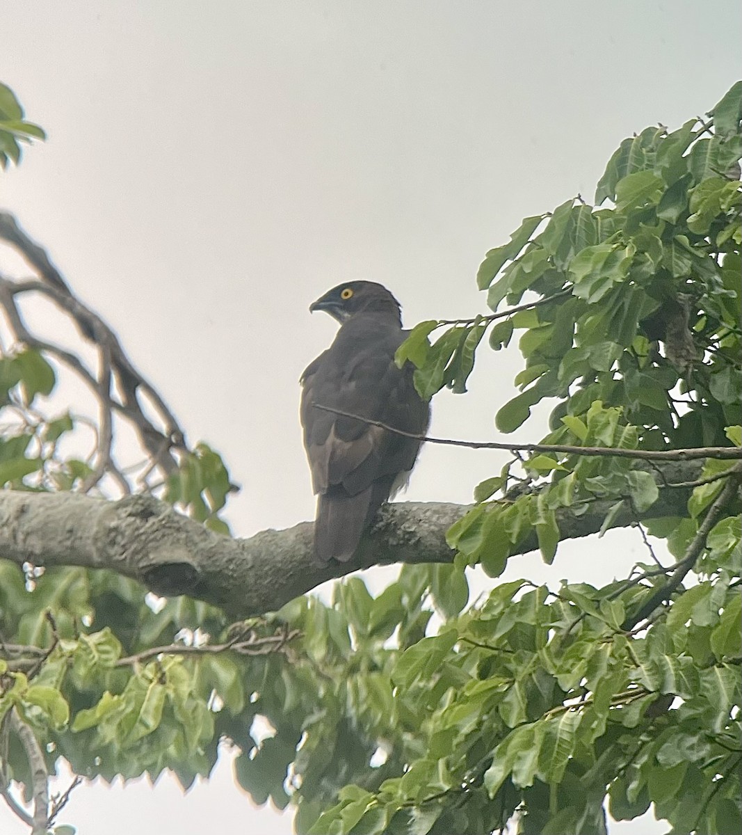 Bat Hawk - ML646136215