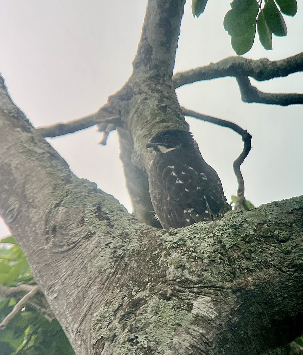 Bat Hawk - ML646136216