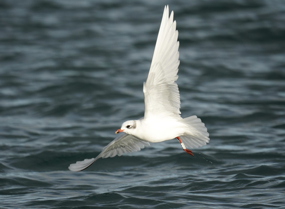 Mediterranean Gull - ML646136217