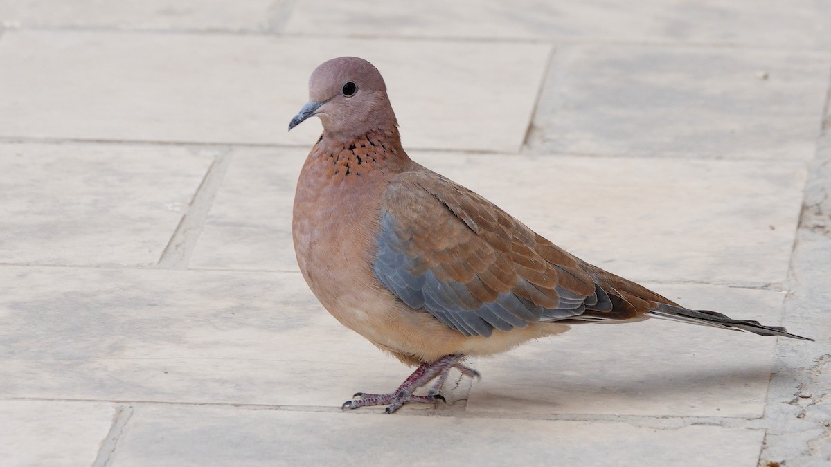 Laughing Dove - ML646136222