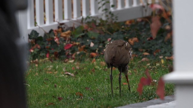 Limpkin (Speckled) - ML646136223