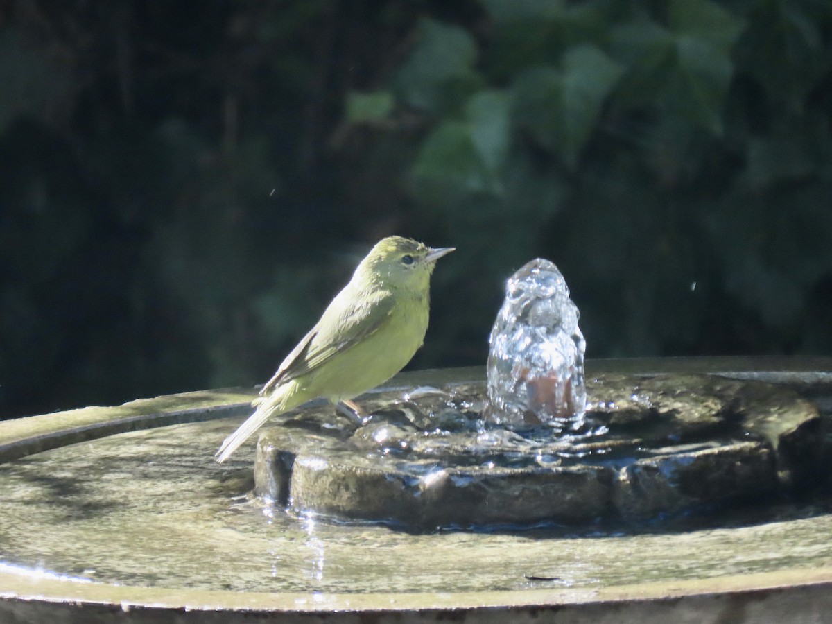 Orange-crowned Warbler - ML646136226
