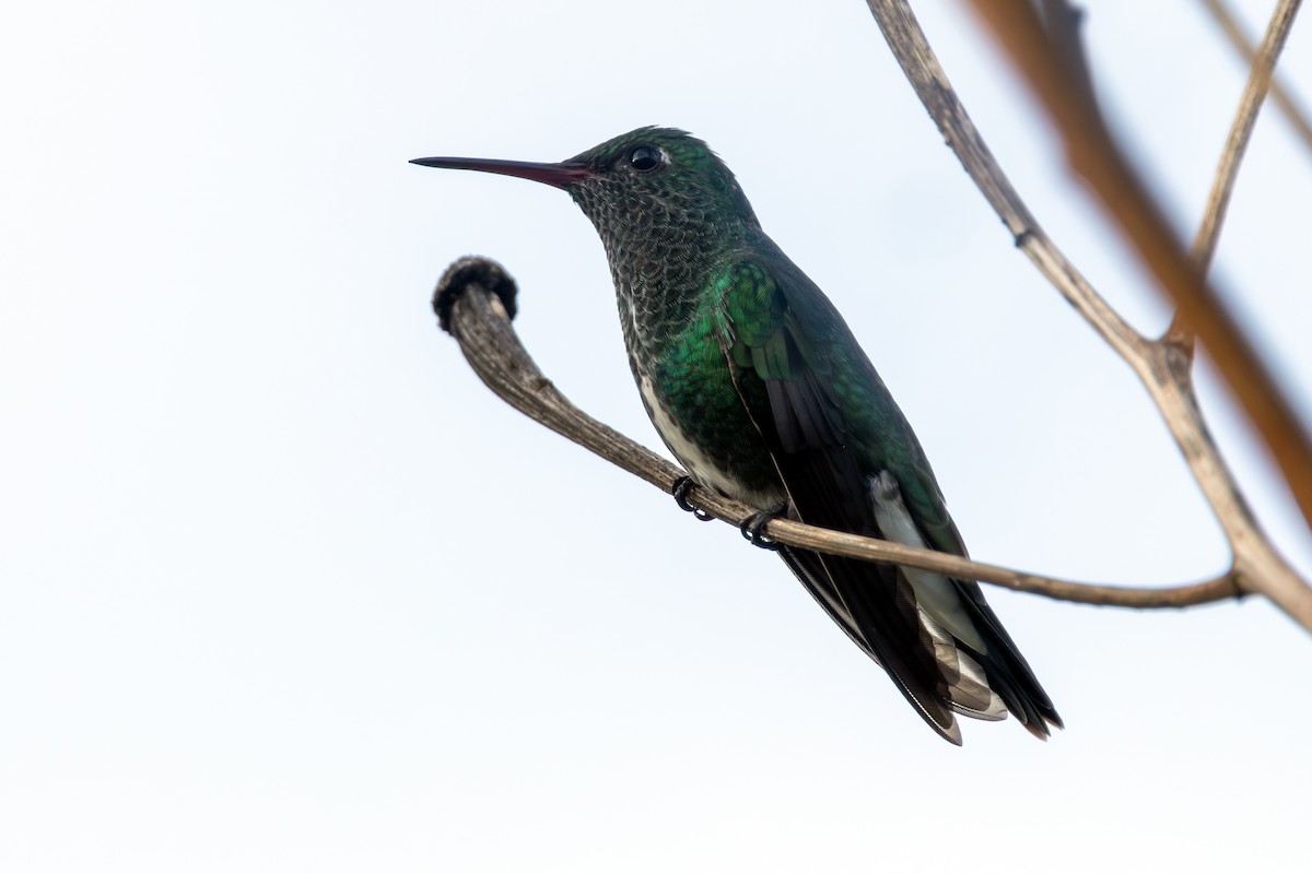 Glittering-throated Emerald - ML646136239