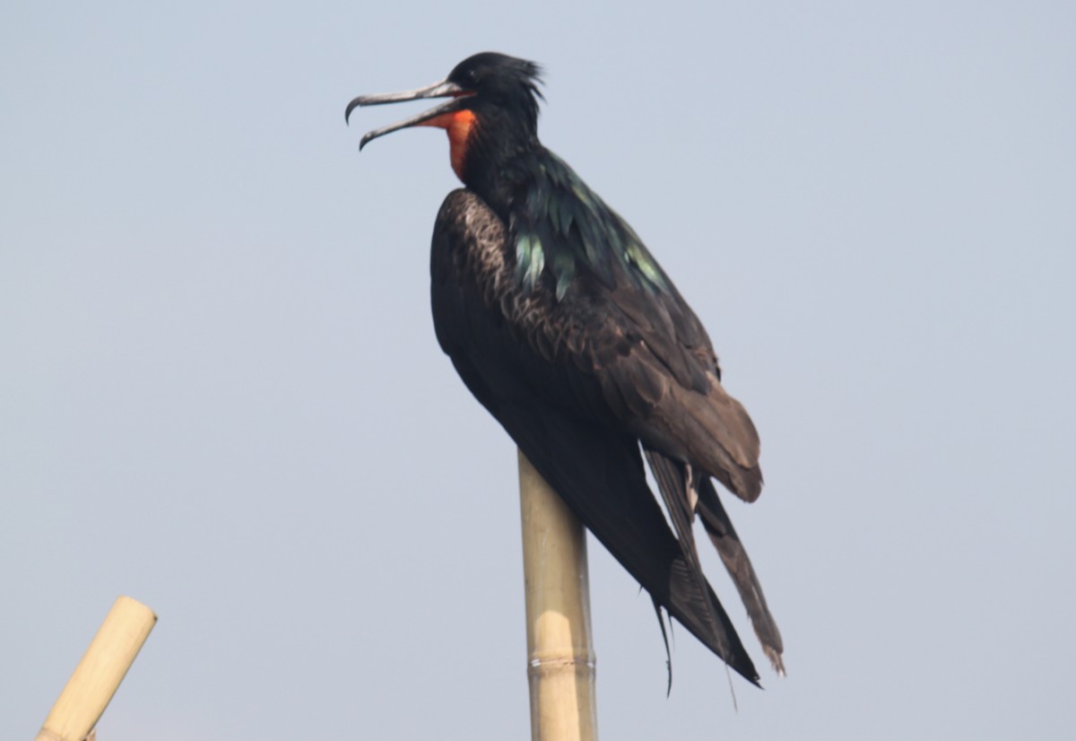 Lesser Frigatebird - ML646136243