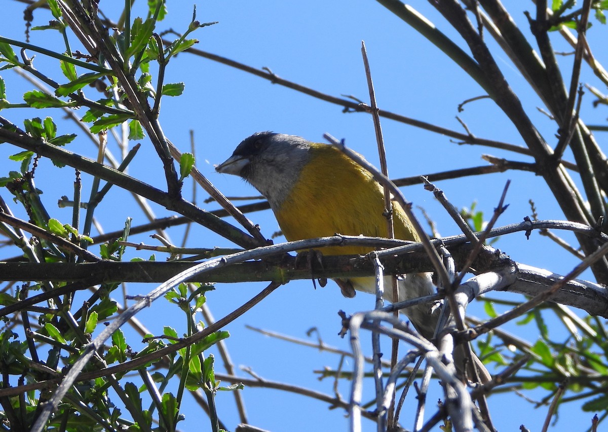 Patagonian Sierra Finch - ML646136244