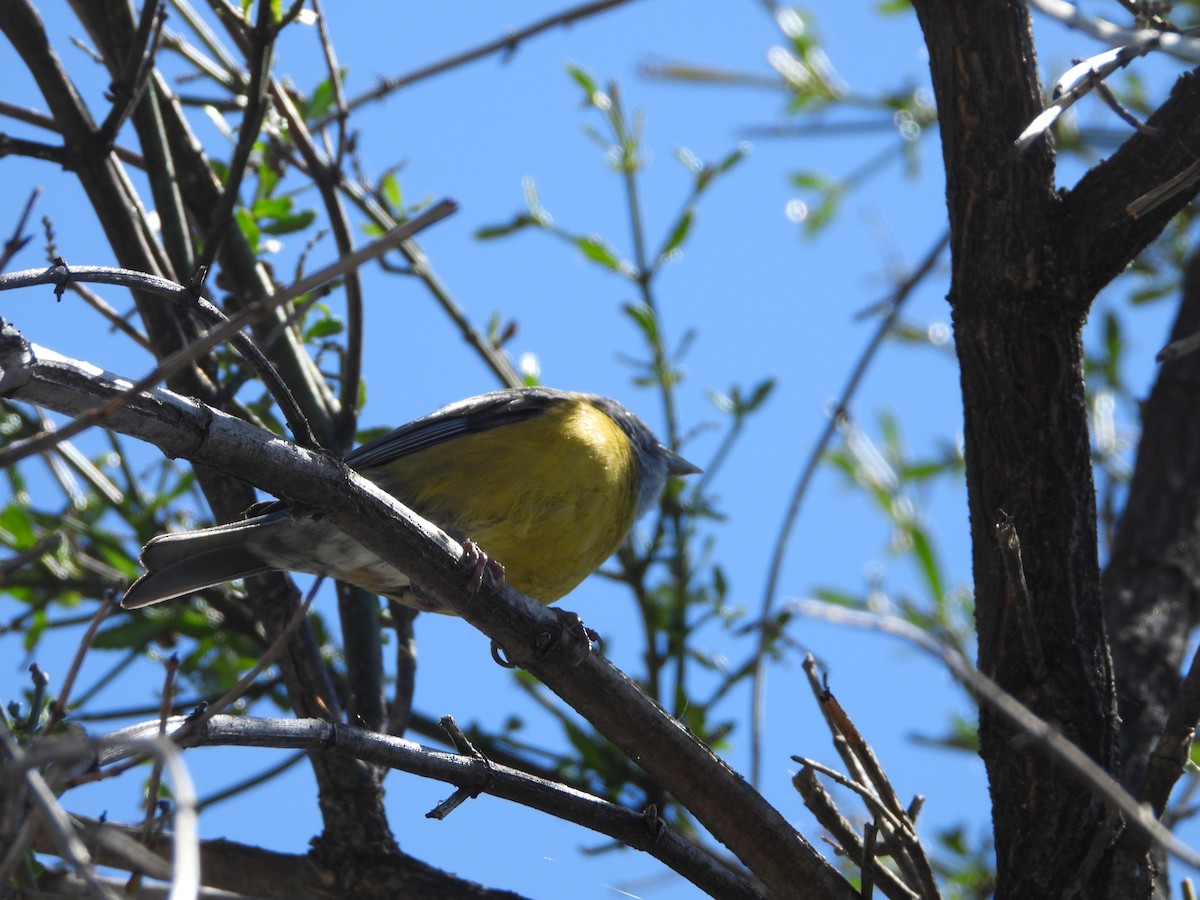 Patagonian Sierra Finch - ML646136245
