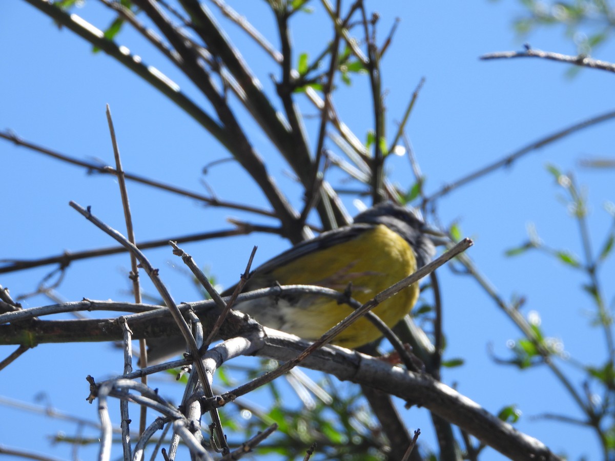 Patagonian Sierra Finch - ML646136246