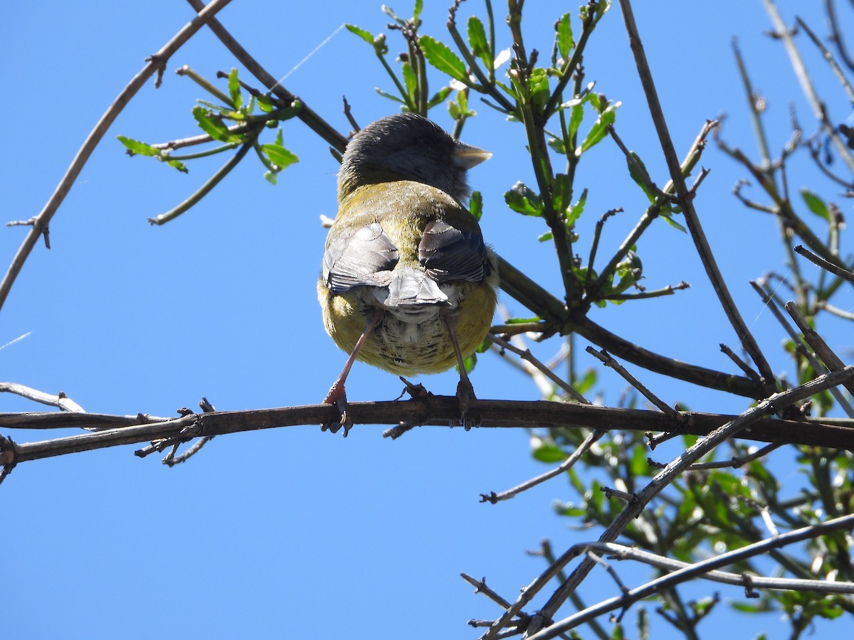 Patagonian Sierra Finch - ML646136247