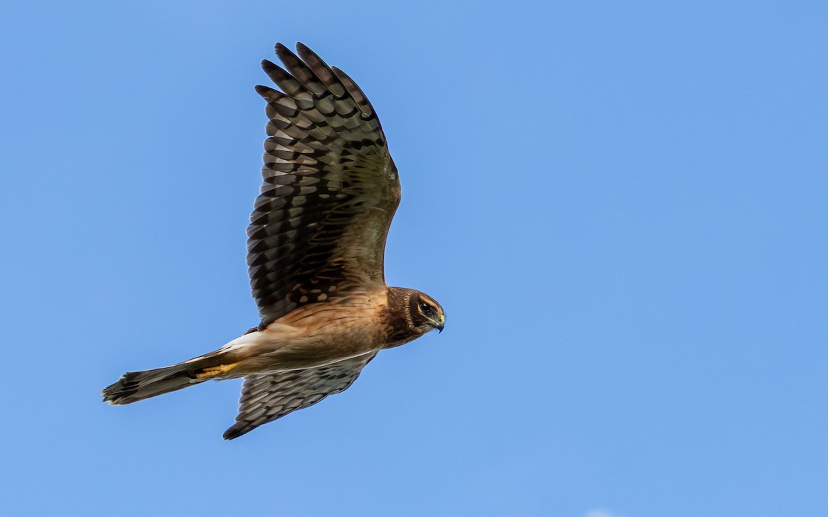 Northern Harrier - ML646136249