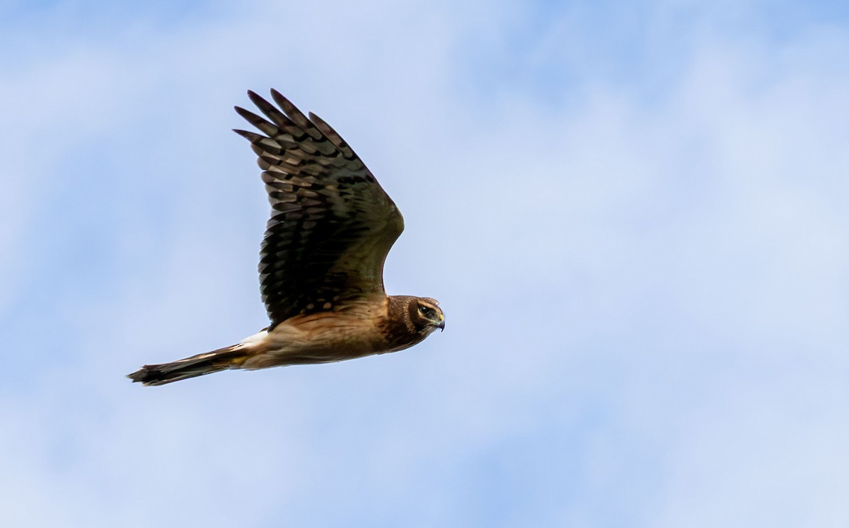 Northern Harrier - ML646136251