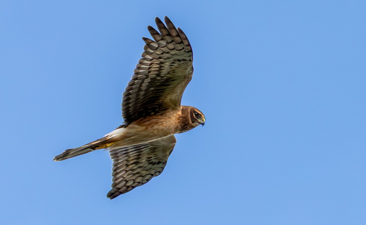 Northern Harrier - ML646136252