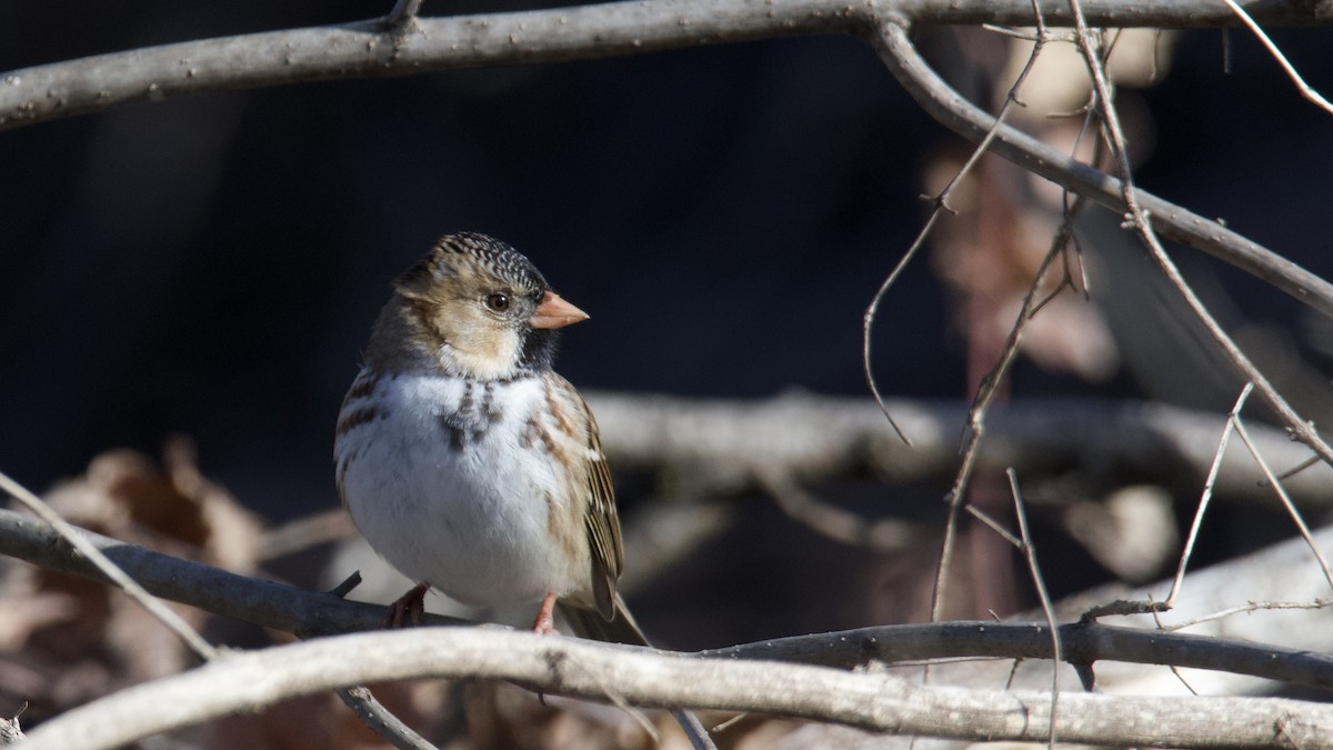 Harris's Sparrow - ML646136255