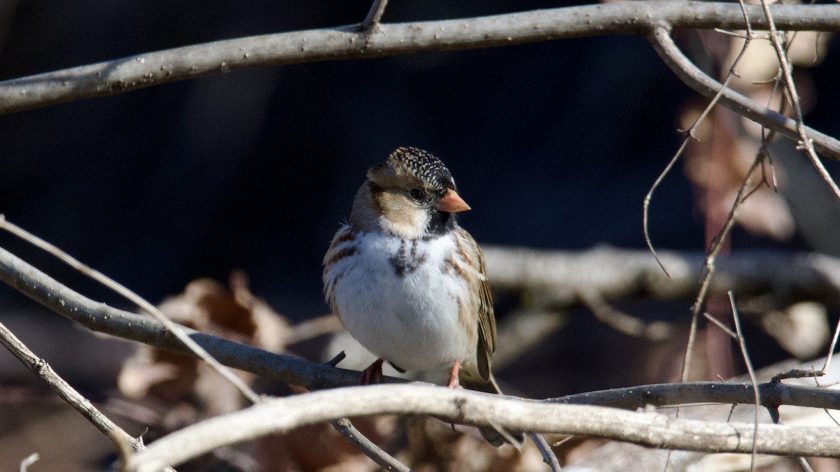 Harris's Sparrow - ML646136256