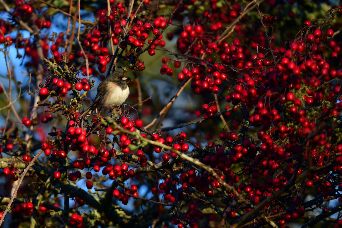 Dark-eyed Junco - ML646136258