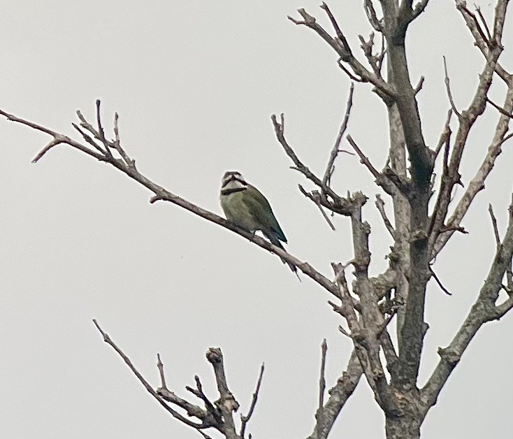 White-throated Bee-eater - ML646136270