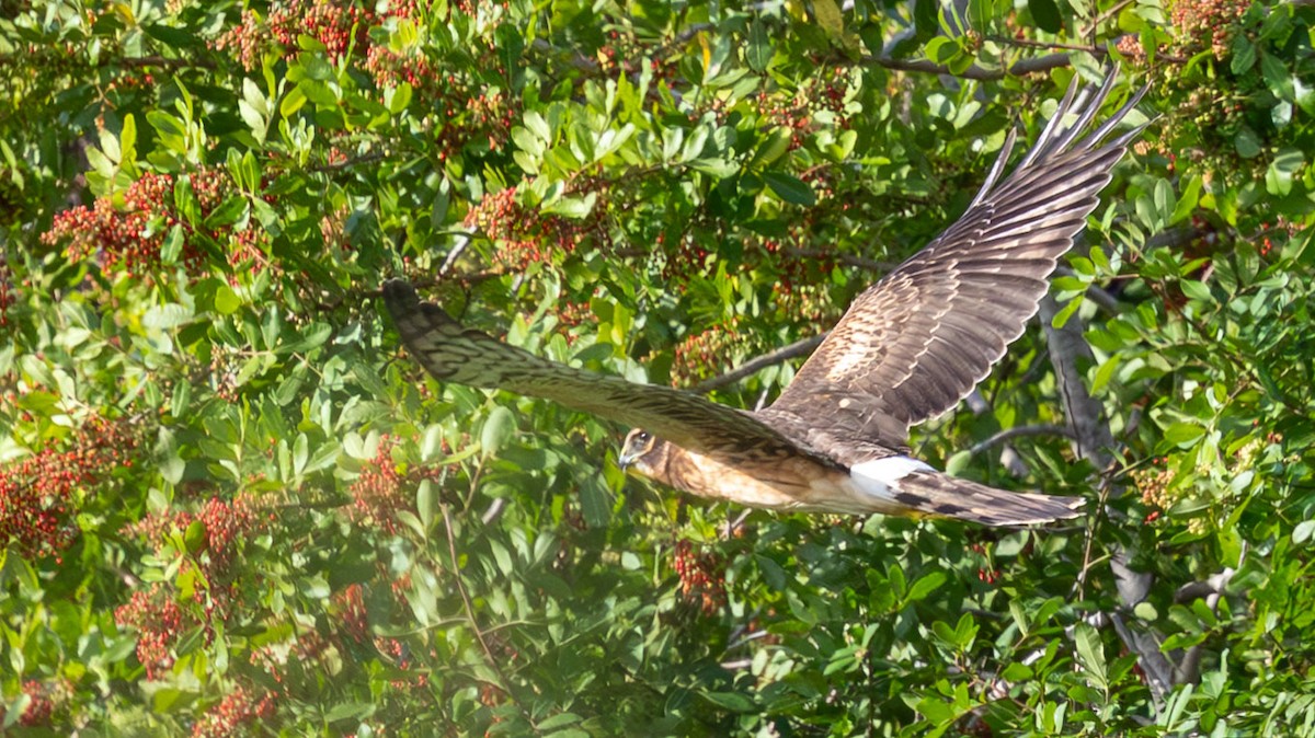 Northern Harrier - ML646136271