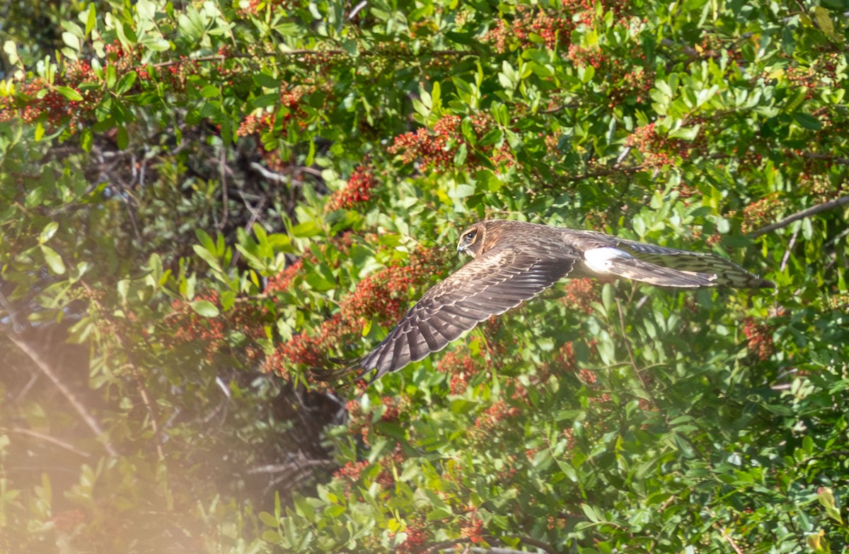 Northern Harrier - ML646136272