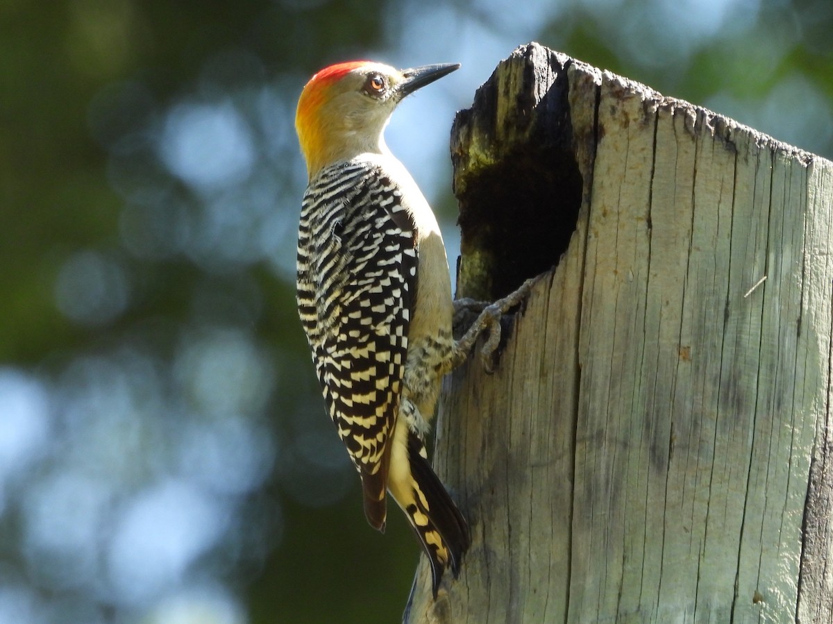 Red-crowned Woodpecker - ML646136273