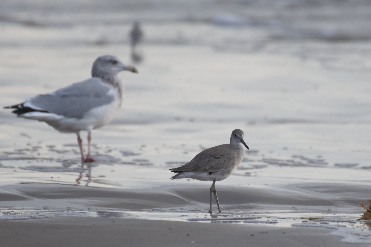 Willet - ML646136281