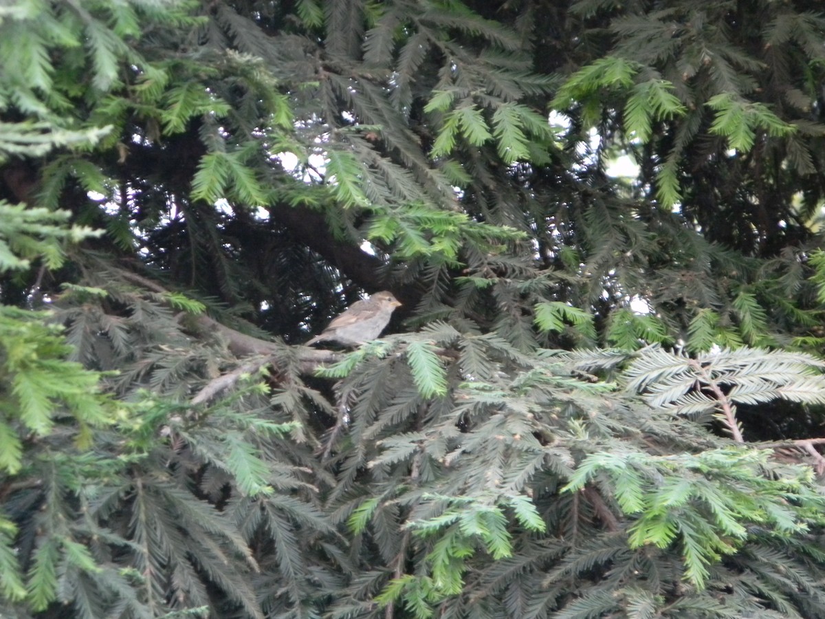 家麻雀 - ML646136282