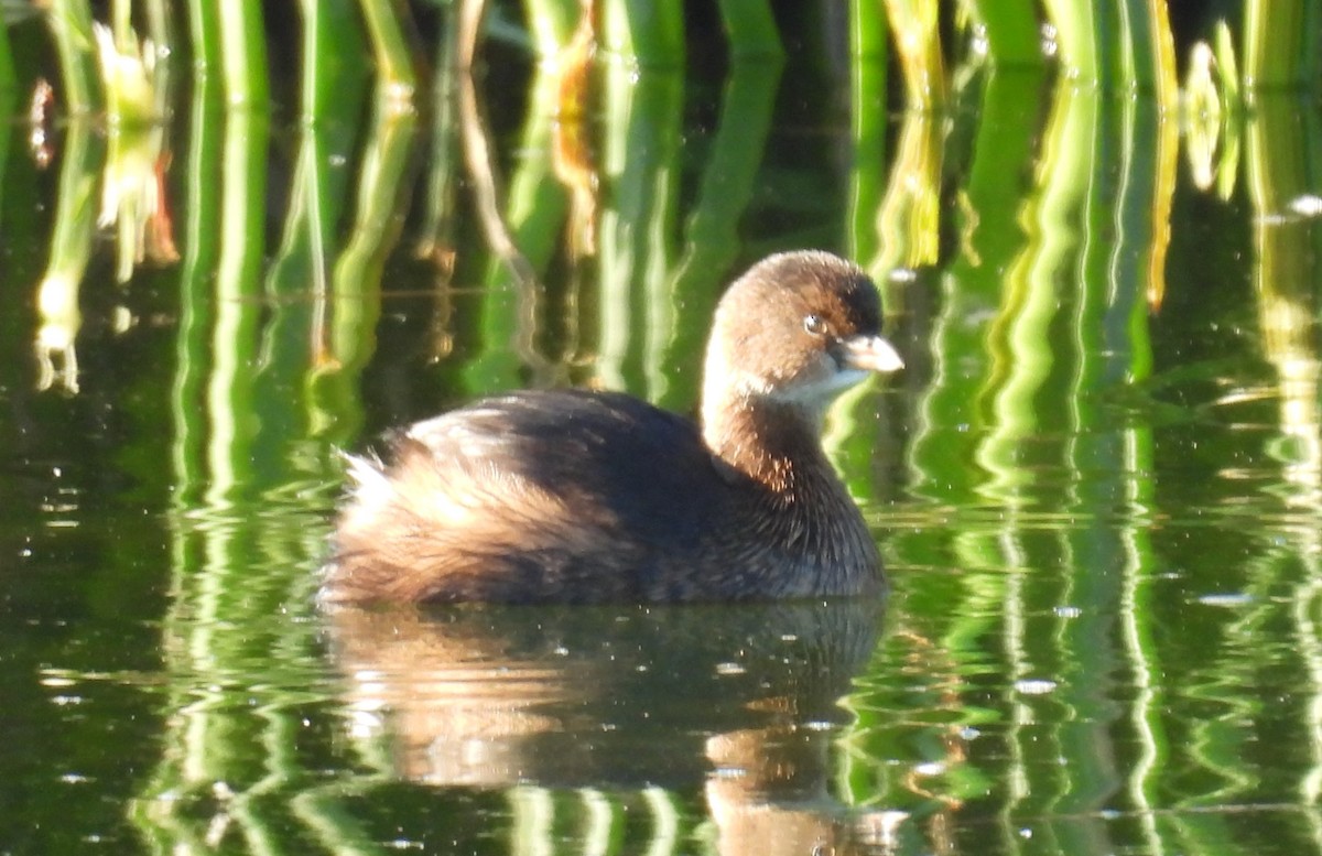 Pied-billed Grebe - ML646136283