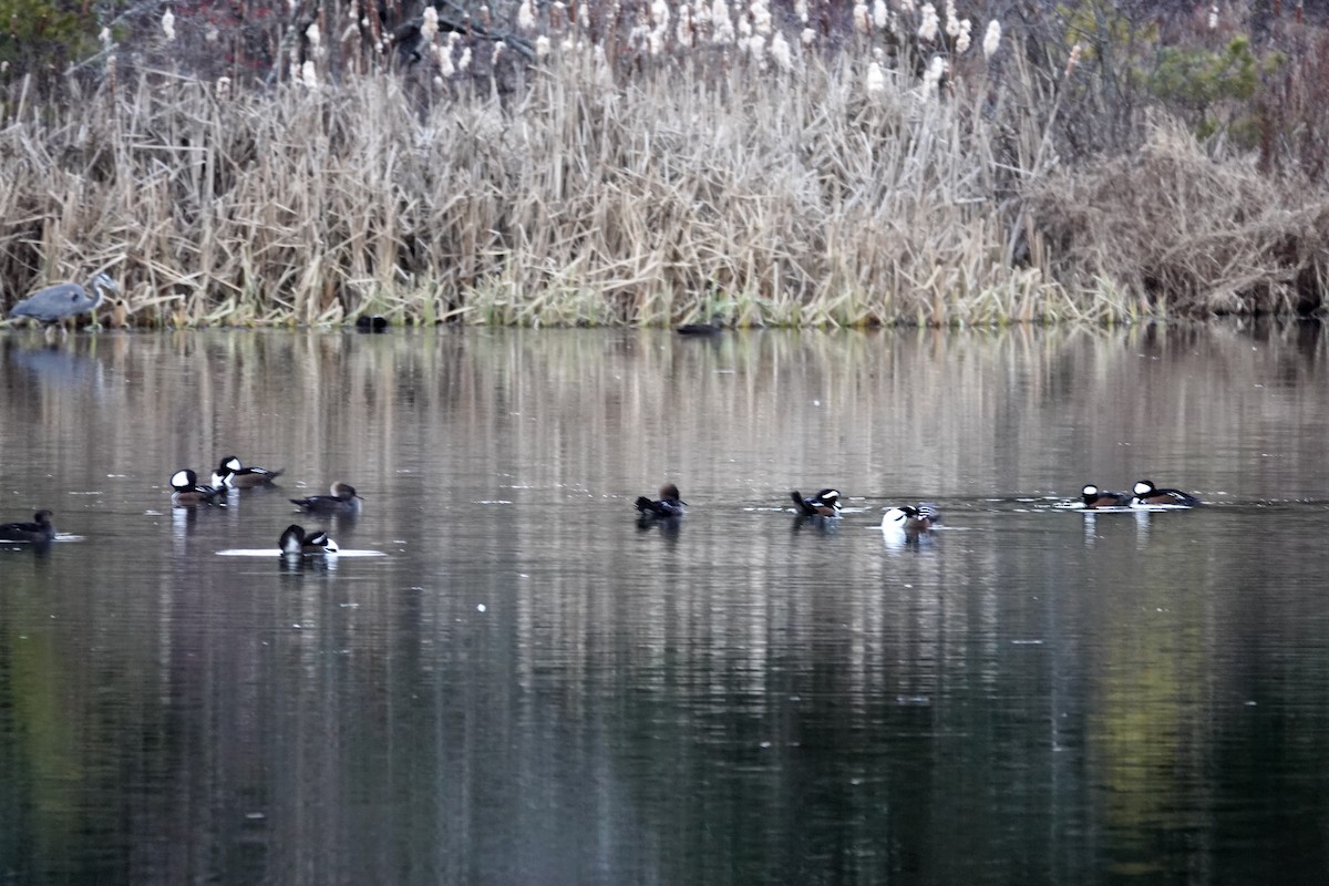 Hooded Merganser - ML646136284