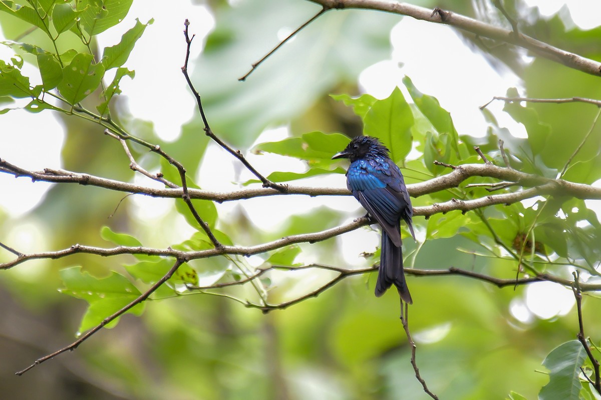 小卷尾 - ML646136285