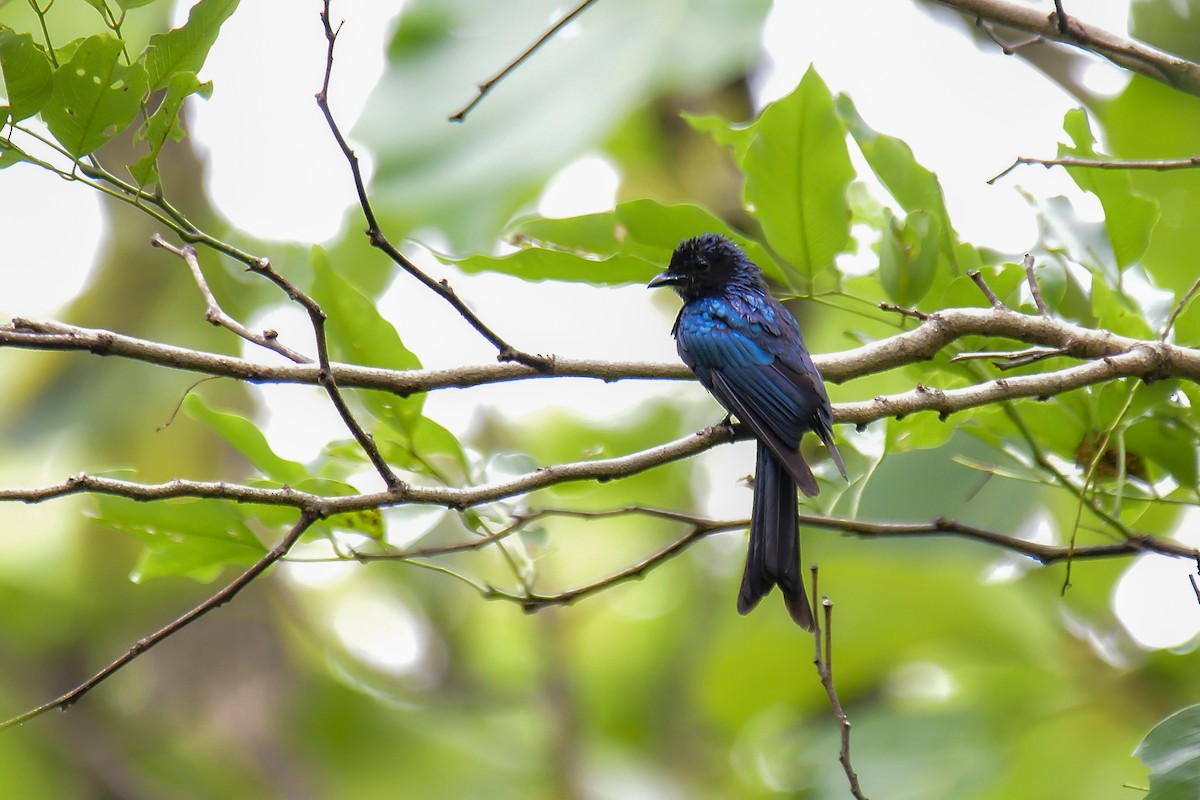 小卷尾 - ML646136286