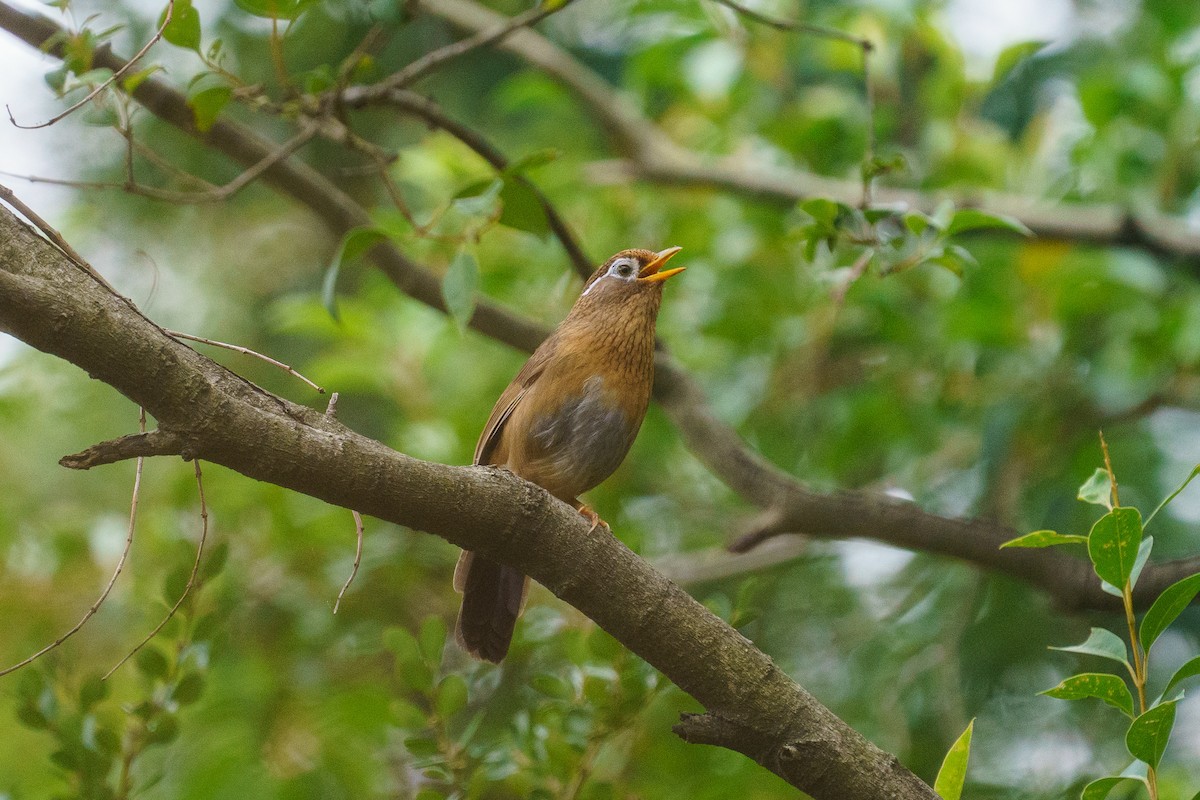 大陸畫眉 - ML646136287
