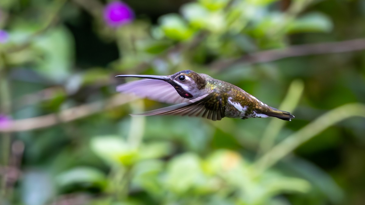 Long-billed Starthroat - ML646136288