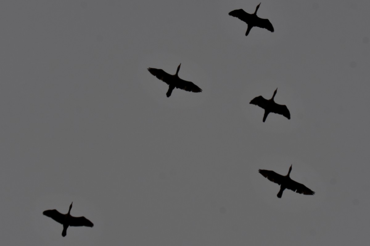 Double-crested Cormorant - ML646136289