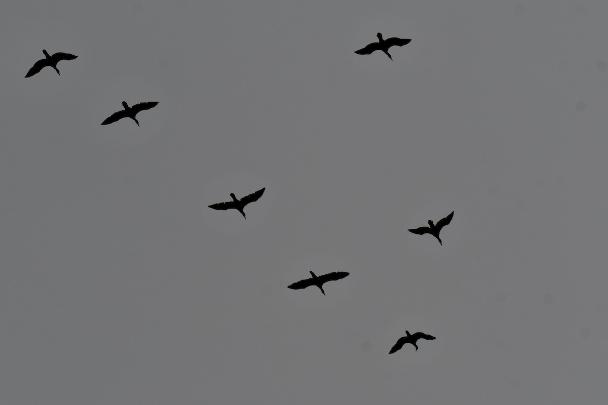 Double-crested Cormorant - ML646136290