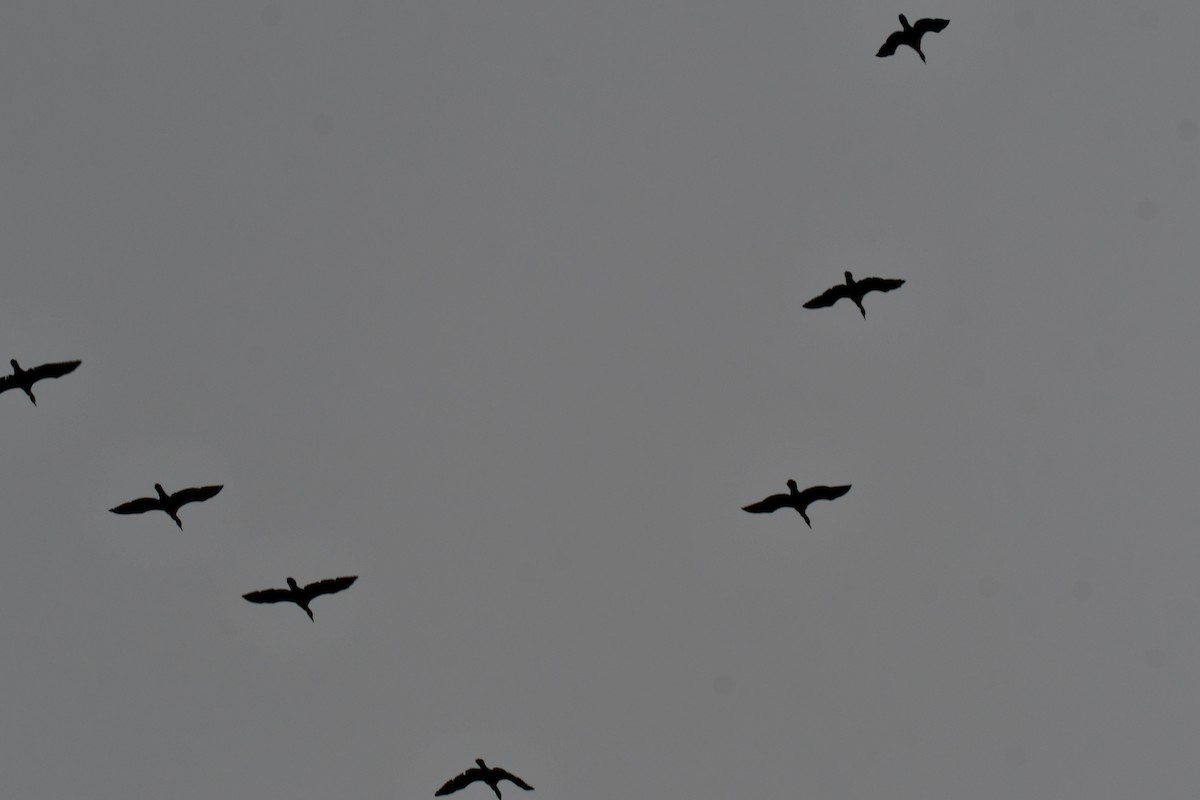 Double-crested Cormorant - ML646136291