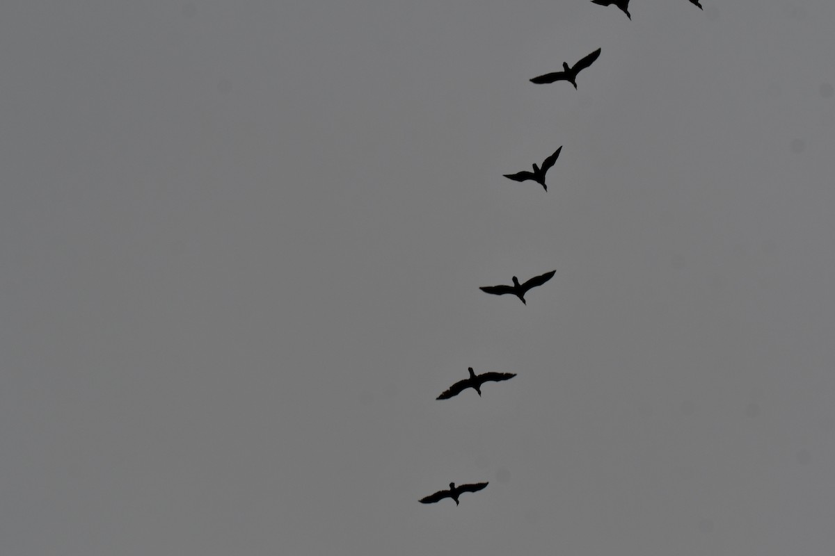 Double-crested Cormorant - ML646136292