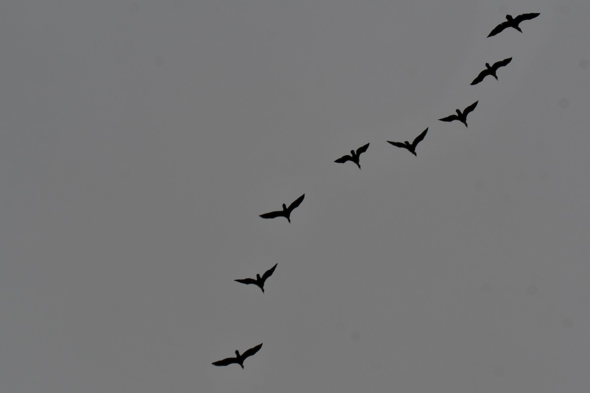 Double-crested Cormorant - ML646136293