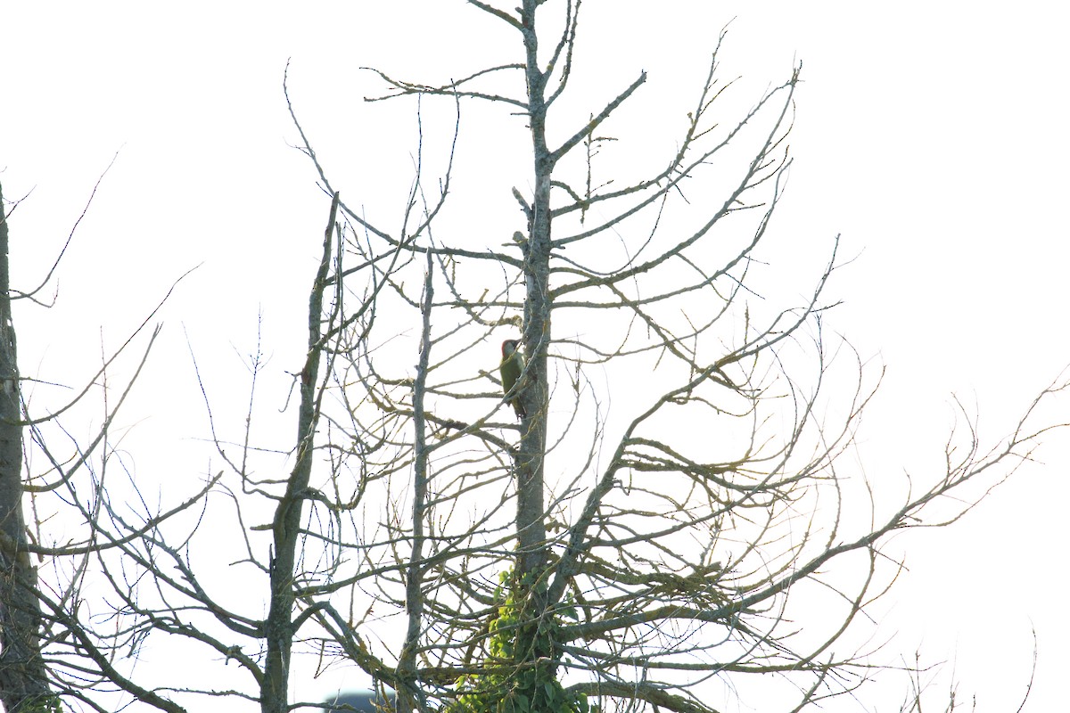 Eurasian Green Woodpecker - ML646136294