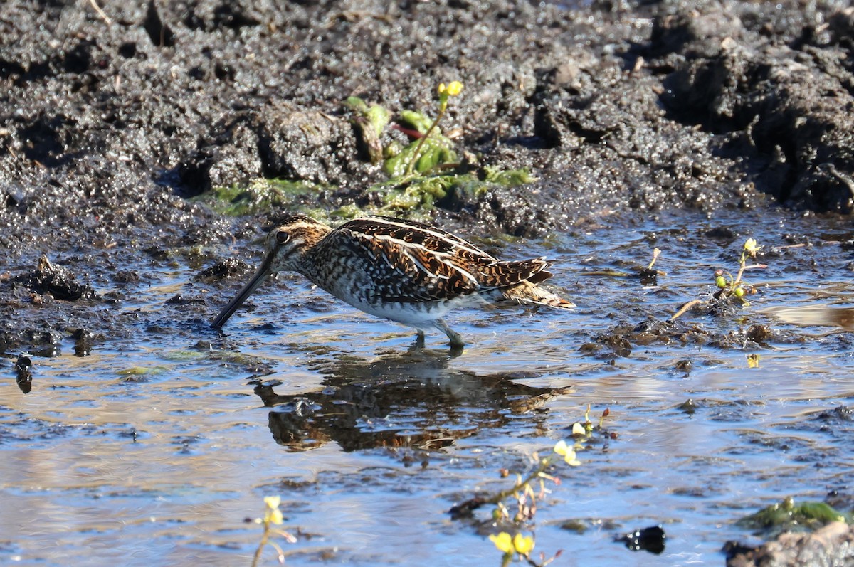 Wilson's Snipe - ML646136296