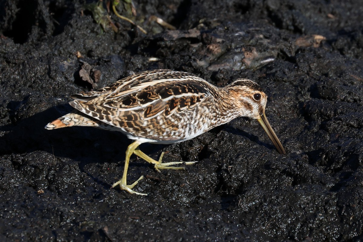 Wilson's Snipe - ML646136297