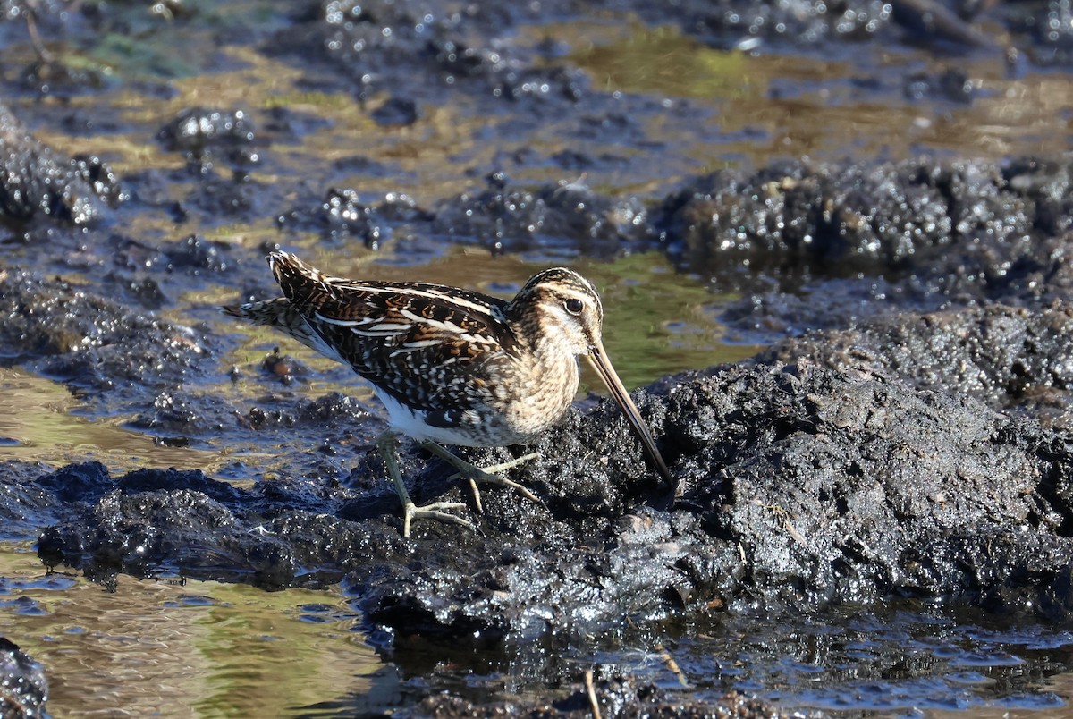 Wilson's Snipe - ML646136298