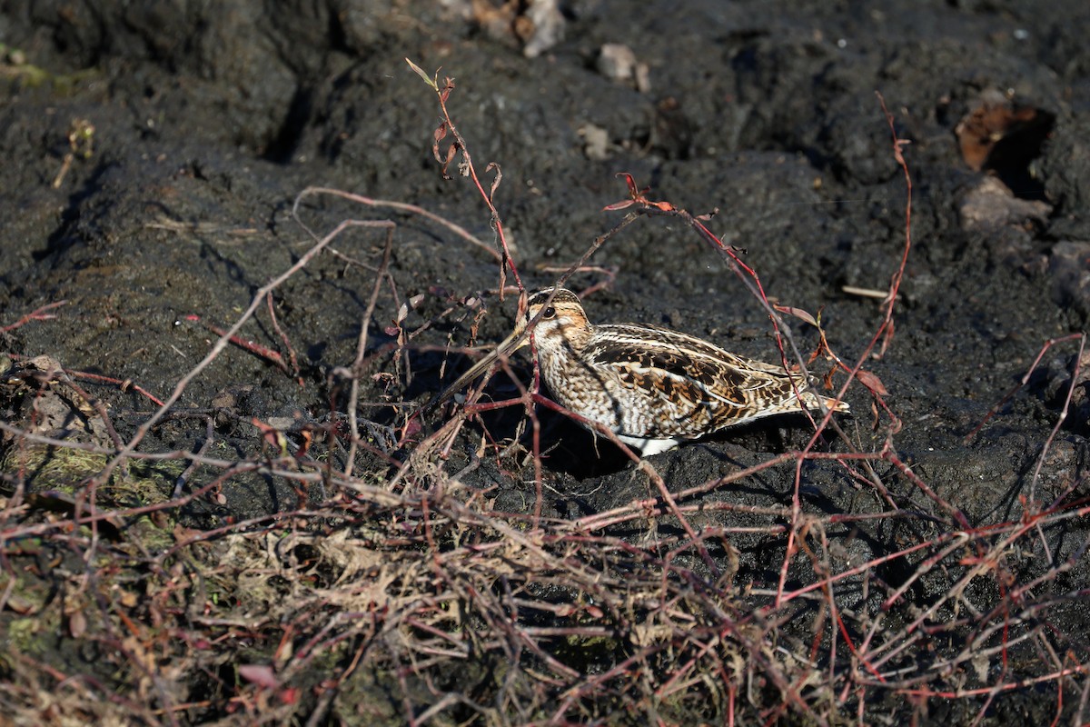 Wilson's Snipe - ML646136299