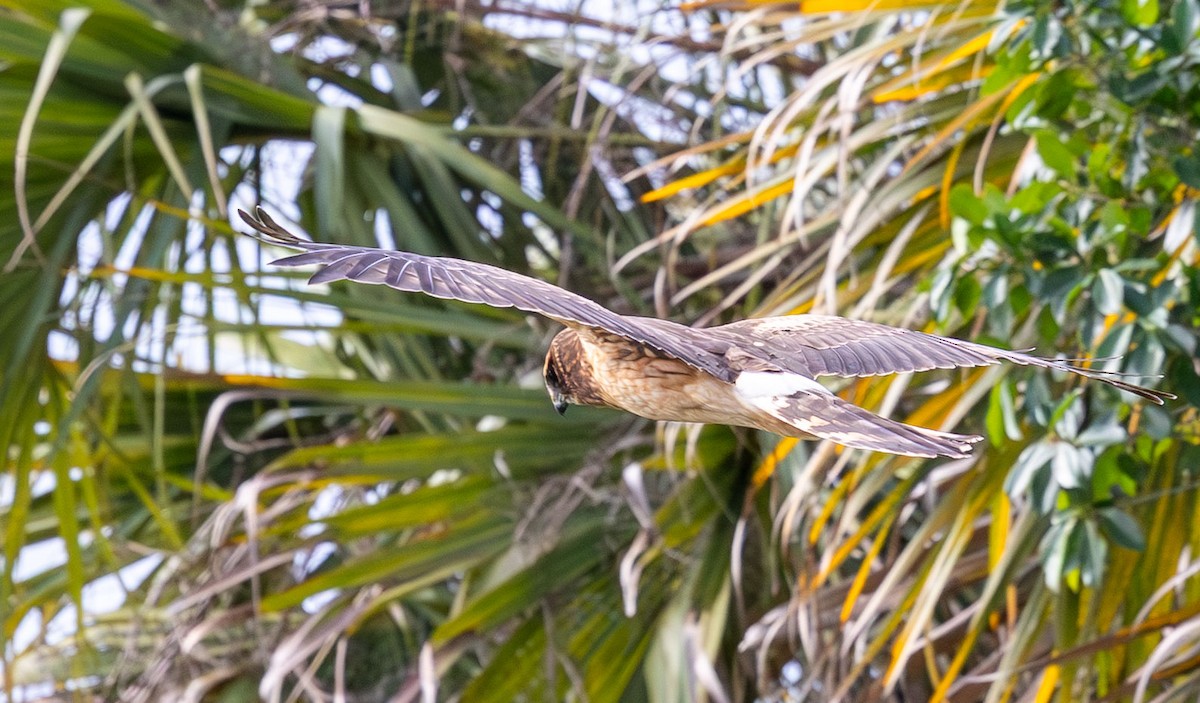 Northern Harrier - ML646136300