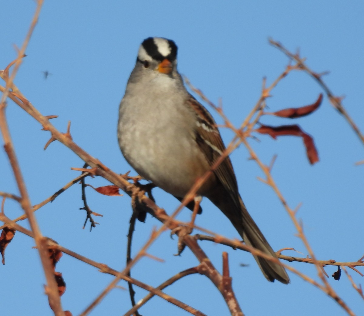 White-crowned Sparrow - ML646136303
