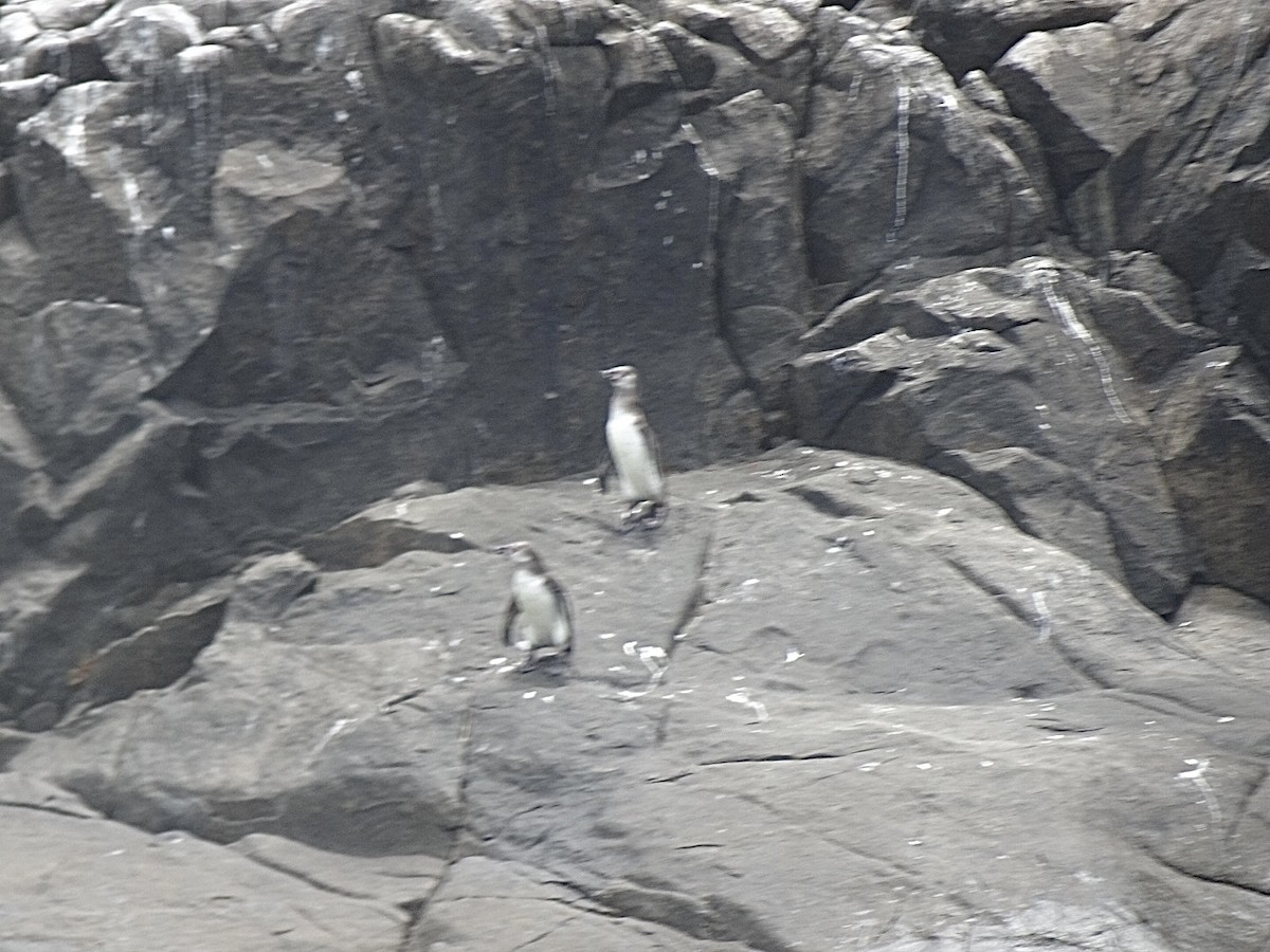 Humboldt Penguin - ML646136304