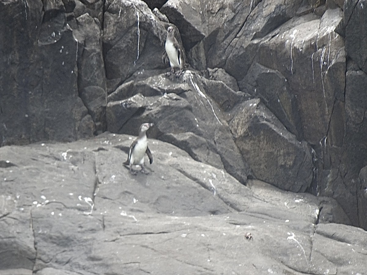 Humboldt Penguin - ML646136305