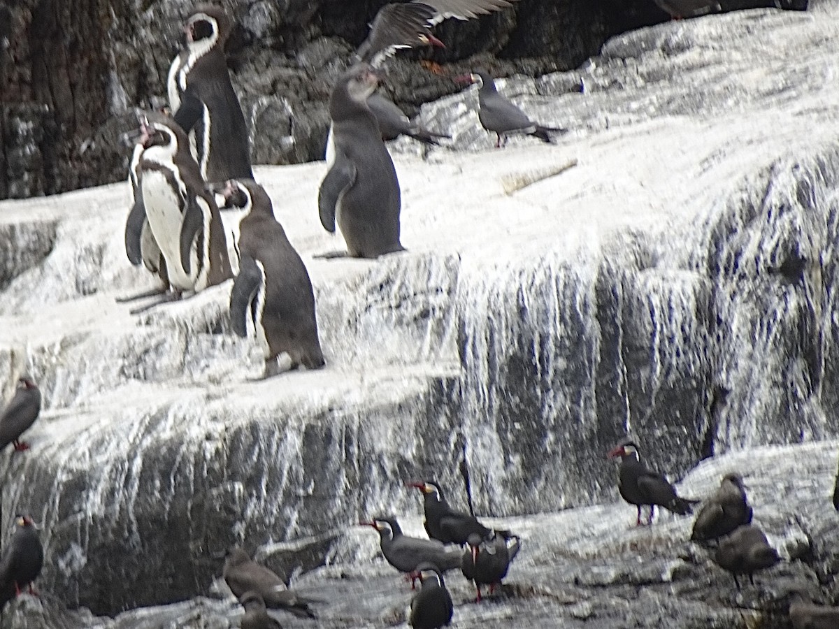 Humboldt Penguin - ML646136306